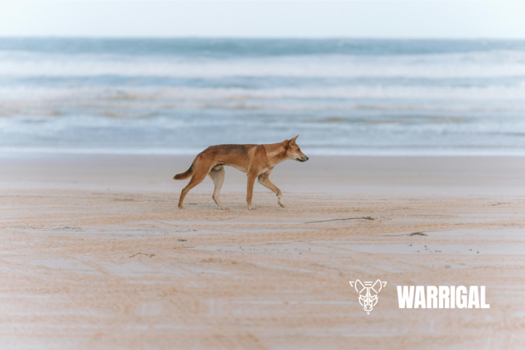 Dingo sur la plage